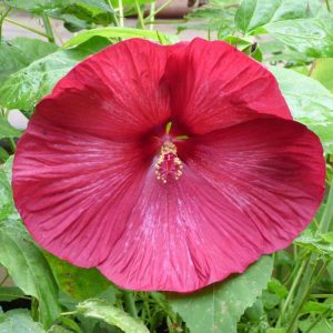 Lire la suite à propos de l’article Entretien de l'hibiscus en extérieur : conseils pour cultiver de l'hibiscus dans les jardins