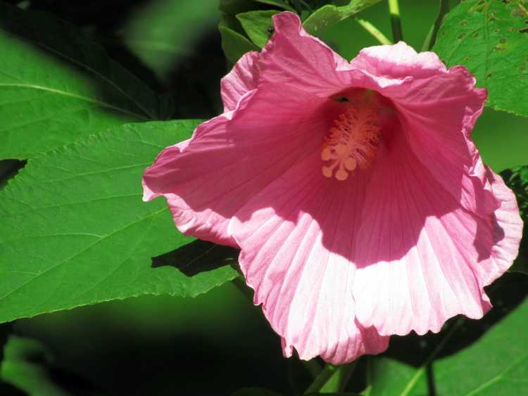 You are currently viewing Informations sur la plante d'hibiscus des marais : Comment faire pousser de l'hibiscus à la mauve rose