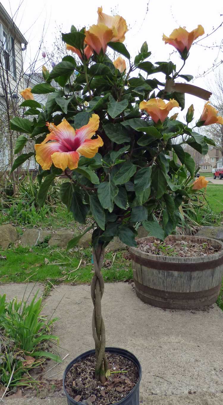 You are currently viewing Qu'est-ce qu'un hibiscus tressé : conseils pour créer et faire pousser des arbres d'hibiscus tressés