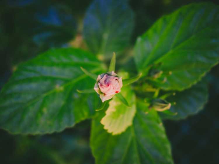 You are currently viewing Réponses aux causes qui font jaunir les feuilles d’hibiscus