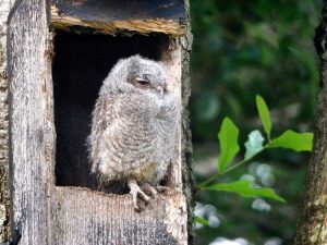 Lire la suite à propos de l’article Créer des boîtes à hiboux : comment construire une maison de hibou