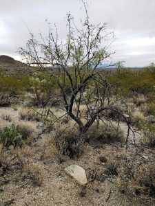 Lire la suite à propos de l’article Entretien hivernal du Mesquite : Comment hiverner un arbre Mesquite