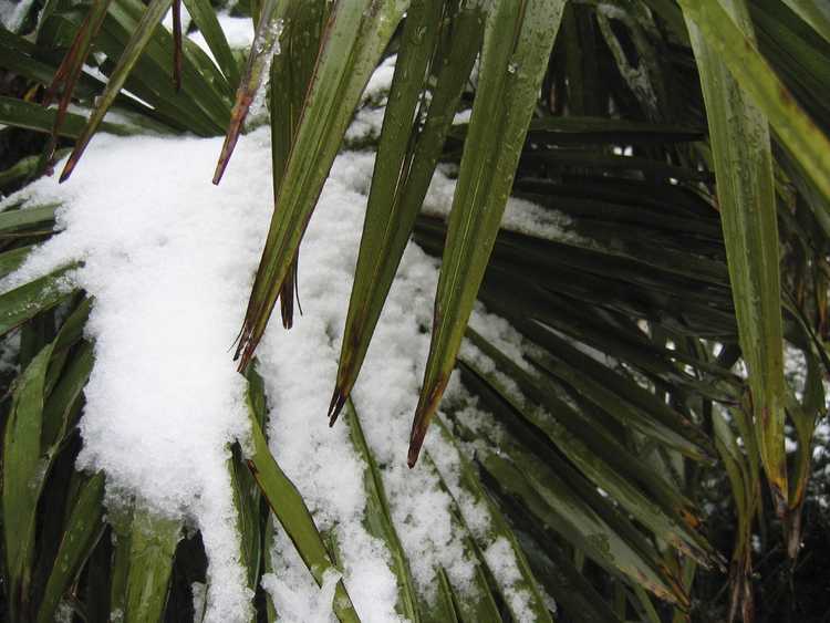 Lire la suite à propos de l’article Jardins tropicaux à climat frais : les meilleures plantes pour un look tropical dans les climats froids