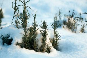 Lire la suite à propos de l’article Hiverner le jardin de vivaces – Conseils pour les soins hivernaux vivaces