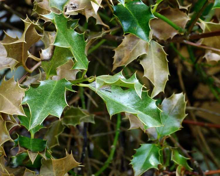 You are currently viewing Qu'est-ce que Holly Scorch : Apprenez-en davantage sur la brûlure des feuilles dans les buissons de houx