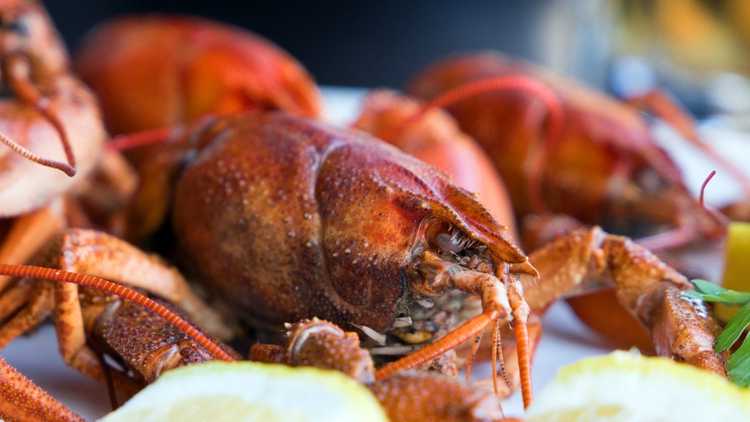 Lire la suite à propos de l’article Utiliser des coquilles de homard dans le jardin : apprenez à composter des coquilles de homard