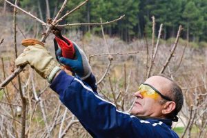 Lire la suite à propos de l’article Taille des cerisiers : comment et quand tailler un cerisier