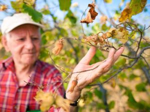 Lire la suite à propos de l’article Sauver les plantes séchées : informations sur la relance des plantes stressées par la sécheresse