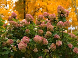 Lire la suite à propos de l’article Variétés d'hortensias à floraison tardive pour la couleur d'automne