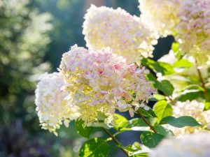 Lire la suite à propos de l’article Qu'est-ce qu'un hortensia arborescent : découvrez la culture des hortensias