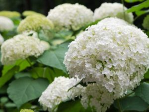 Lire la suite à propos de l’article Fleurs d'hortensia blanches : découvrez les buissons d'hortensias blancs