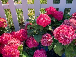 Lire la suite à propos de l’article Des buissons d'hortensias à grandes feuilles d'été sans fin qui continuent de fleurir