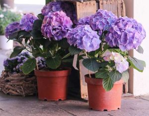 Lire la suite à propos de l’article Plantes d'hortensias nains – Choisir et planter de petits hortensias