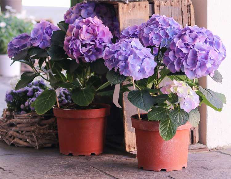 You are currently viewing Plantes d'hortensias nains – Choisir et planter de petits hortensias