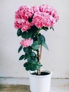 Lire la suite à propos de l’article Entretien des hortensias en pot : cultiver un petit hortensia arboricole dans un pot
