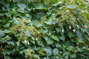 Lire la suite à propos de l’article Hortensias à feuilles persistantes : quels hortensias sont à feuilles persistantes