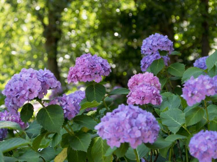Lire la suite à propos de l’article Meilleurs hortensias pour les jardins ombragés