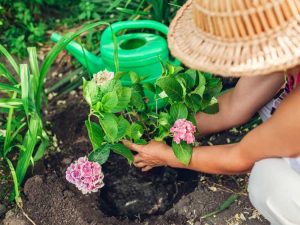 Lire la suite à propos de l’article Avantages de planter des hortensias à l’automne