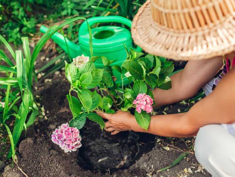 Eine Frau mit Sonnenhut pflanzt einen kleinen Hortensienstrauch mit rosa Blüten