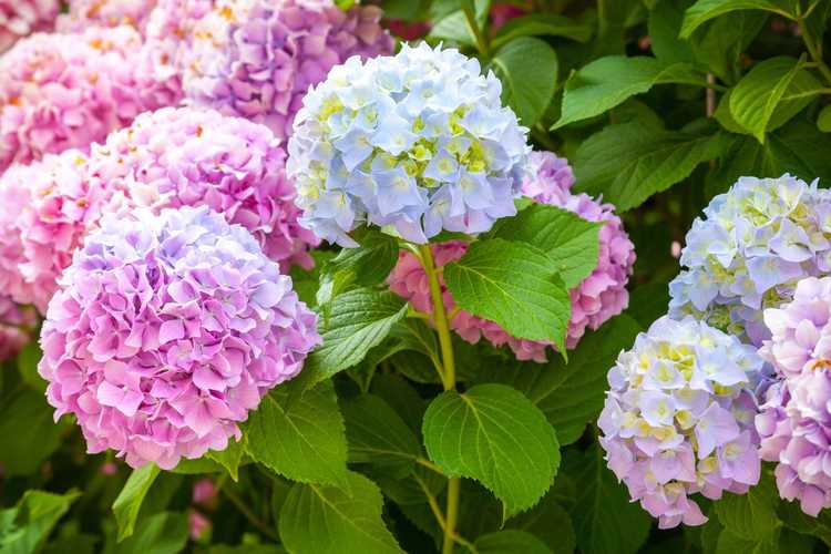 You are currently viewing Couleur de l'hortensia – Comment changer la couleur d'un hortensia