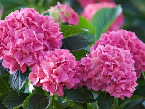 Lire la suite à propos de l’article Fertiliser les hortensias : soins et alimentation des hortensias