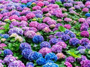 Lire la suite à propos de l’article Cultiver des hortensias – Guide d’entretien des hortensias