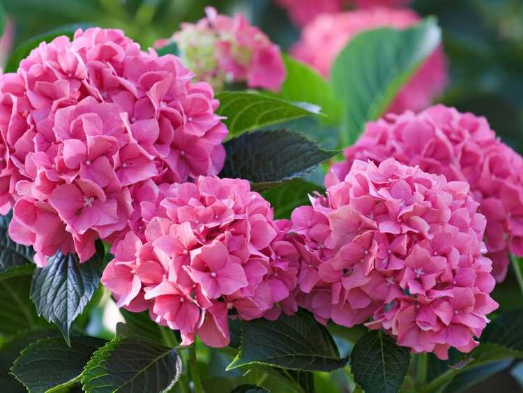 You are currently viewing Fertiliser les hortensias : soins et alimentation des hortensias