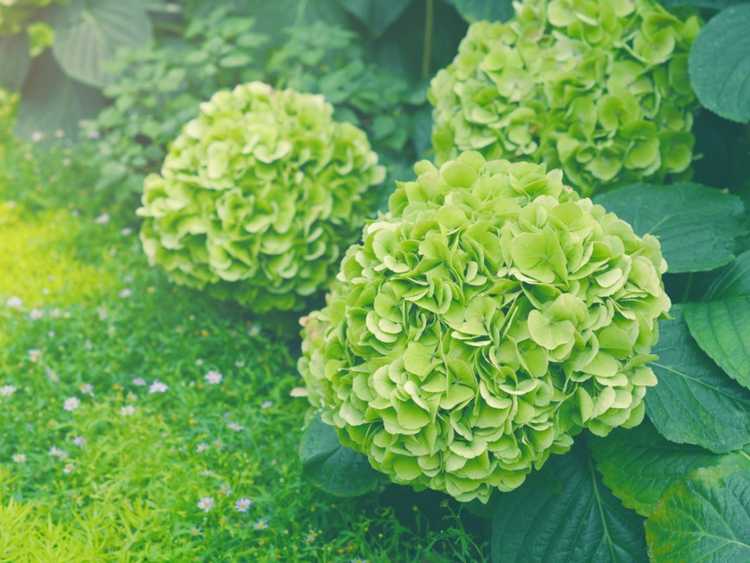 You are currently viewing Hortensia à fleurs vertes – Cause des fleurs d’hortensia vertes