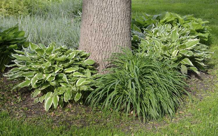 Lire la suite à propos de l’article Plantation de compagnons Hosta : découvrez les plantes qui poussent bien avec Hosta