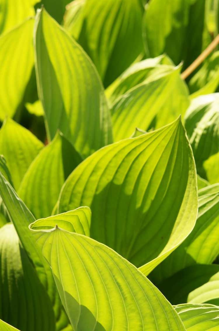 You are currently viewing Hostas tolérants au soleil : Hostas populaires à cultiver au soleil