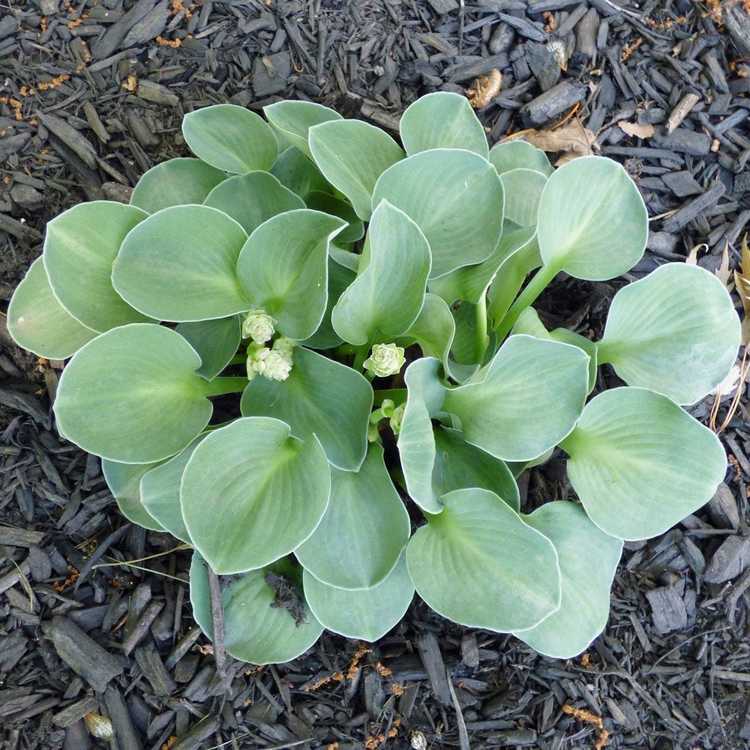 You are currently viewing Qu'est-ce qu'un Hosta à oreilles de souris – Comment faire pousser des plantes Hosta à oreilles de souris