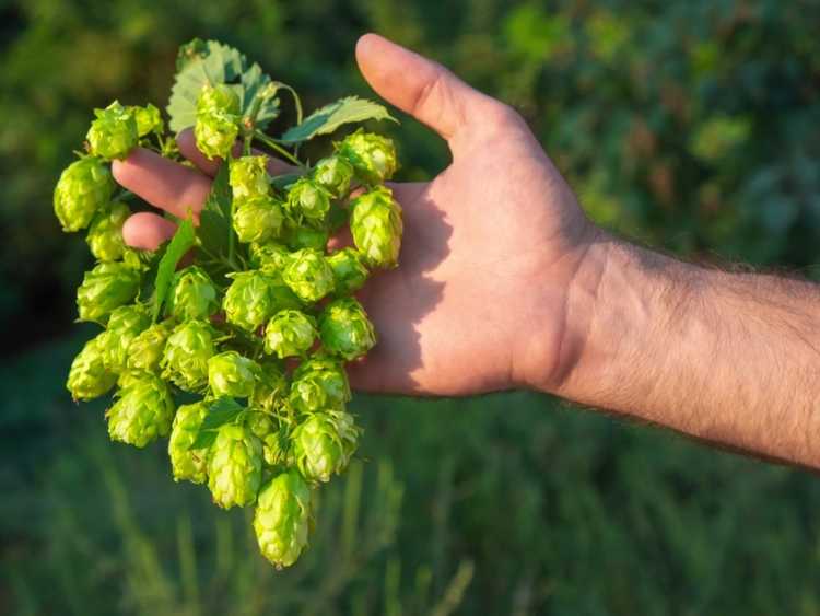 You are currently viewing Récolte des plants de houblon : quelle est la saison de récolte du houblon