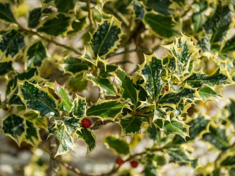 Lire la suite à propos de l’article Plantes panachées pour les jardins : conseils sur l'utilisation de plantes à feuillage panaché