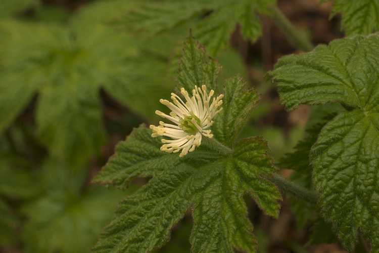 You are currently viewing Qu'est-ce que l'hydraste : comment faire pousser vos plantes d'hydraste