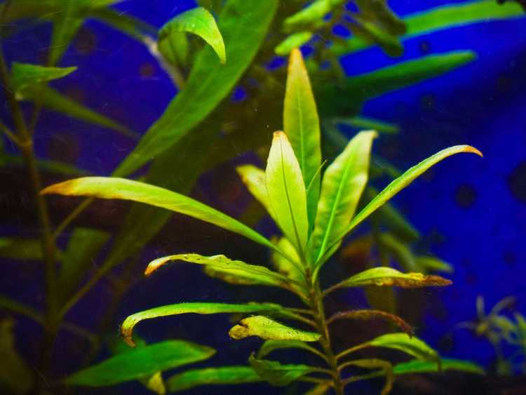 You are currently viewing Entretien des plantes Hygrophila : Comment faire pousser de l'Hygrophila dans un aquarium