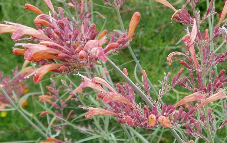 You are currently viewing Informations sur l'hysope du coucher du soleil: Comment faire pousser des plantes d'hysope du coucher du soleil