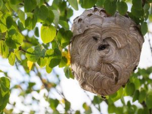 Lire la suite à propos de l’article Comment identifier les nids de frelons, de guêpes et d'abeilles