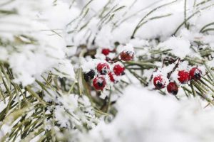 Lire la suite à propos de l’article Dégâts hivernaux sur l'if : conseils pour traiter les dommages hivernaux sur les ifs