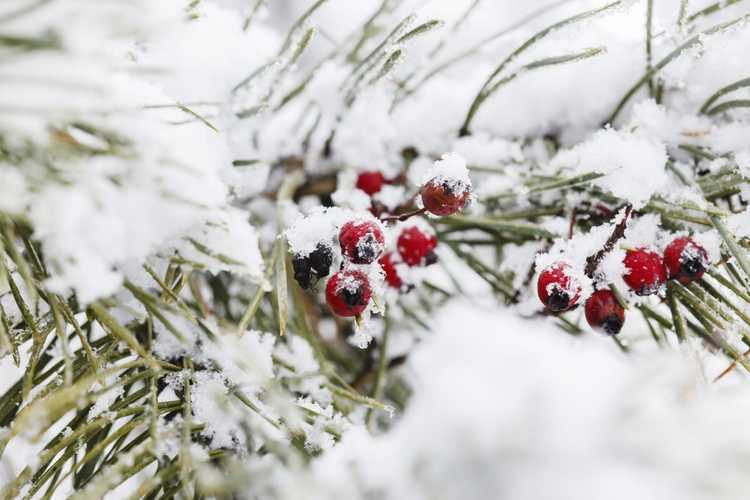 You are currently viewing Dégâts hivernaux sur l'if : conseils pour traiter les dommages hivernaux sur les ifs