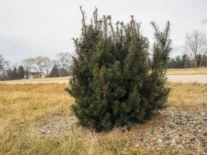 Lire la suite à propos de l’article Informations sur l'if Hicksii : Comment prendre soin des plantes d'if Hicksii