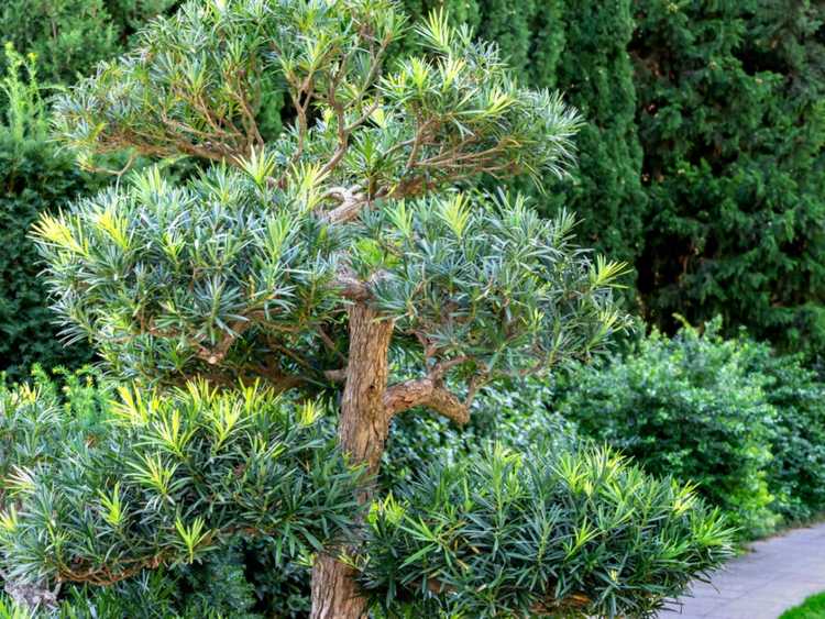 You are currently viewing Entretien des plantes Podocarpus : En savoir plus sur les pins Podocarpus If