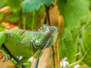 Lire la suite à propos de l’article Comment garder les iguanes hors du jardin