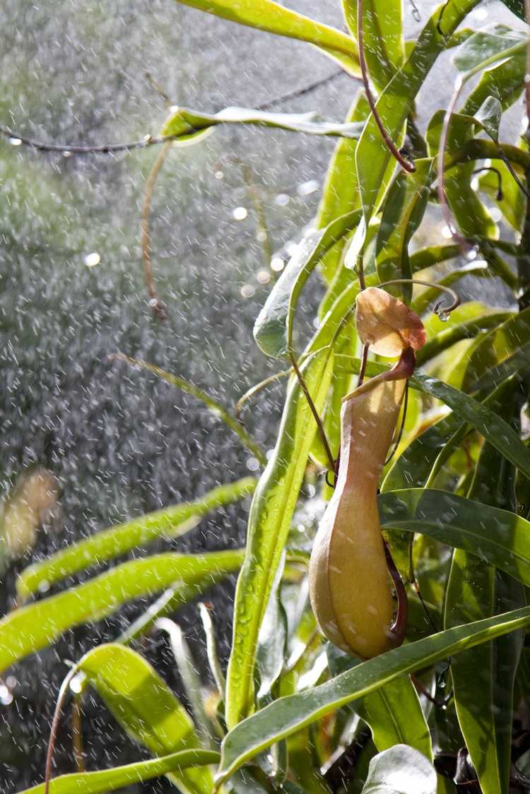 You are currently viewing Arroser les Nepenthes – Comment arroser une plante à pichet