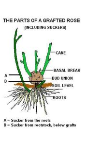 Lire la suite à propos de l’article Suppression des drageons de roses – Conseils pour se débarrasser des drageons de roses