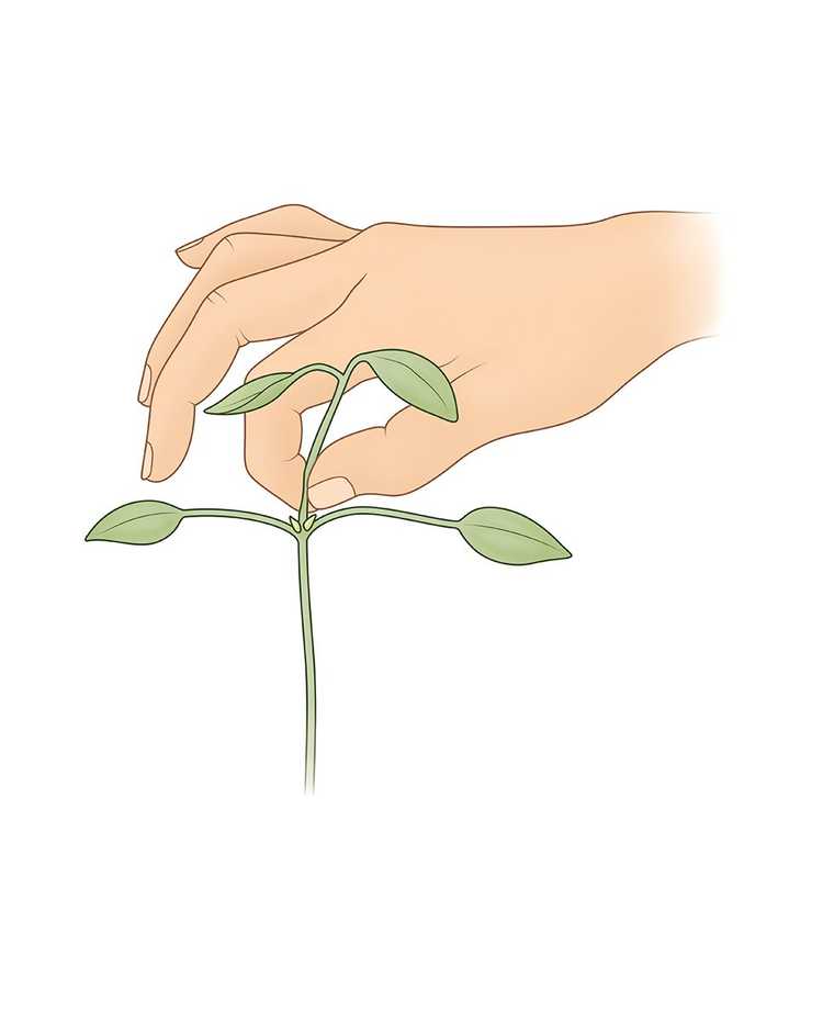 Lire la suite à propos de l’article Pincer: conseils pour pincer une plante