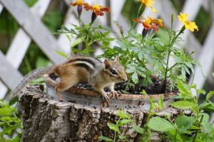 Lire la suite à propos de l’article Contrôle des tamias : éliminer les tamias de votre jardin