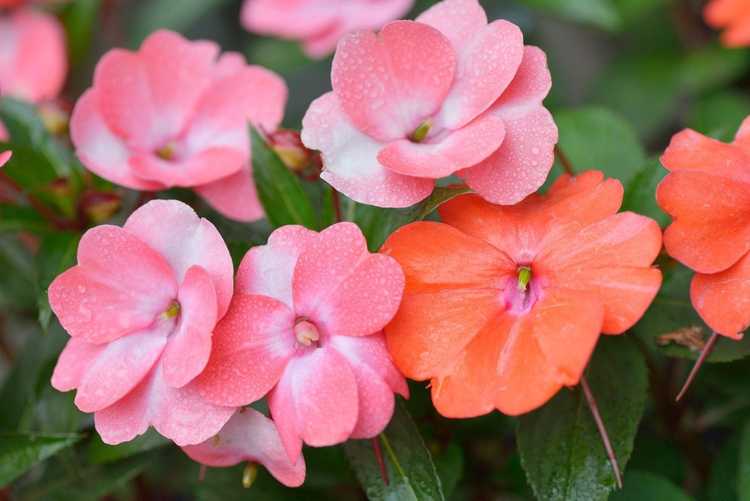 You are currently viewing Les Impatiens ne fleurissent pas : raisons pour lesquelles il n'y a pas de fleurs sur la plante Impatiens