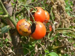 Lire la suite à propos de l’article Brûlure des tomates – Traitement et prévention de la brûlure de la tomate