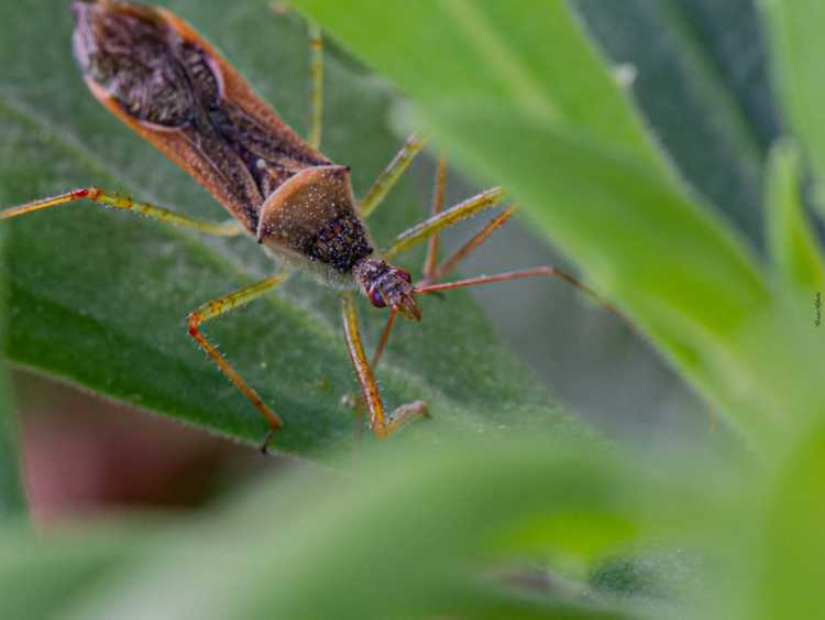 Lire la suite à propos de l’article Assassin Bugs : un prédateur naturel dans votre jardin
