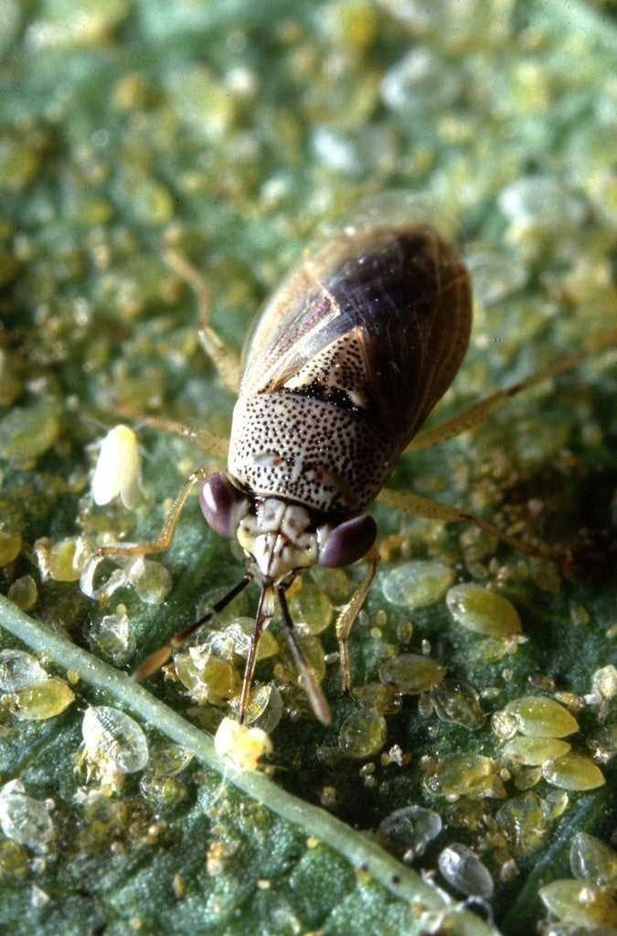 You are currently viewing Que sont les punaises aux gros yeux : en quoi les punaises aux gros yeux sont-elles bénéfiques dans les jardins